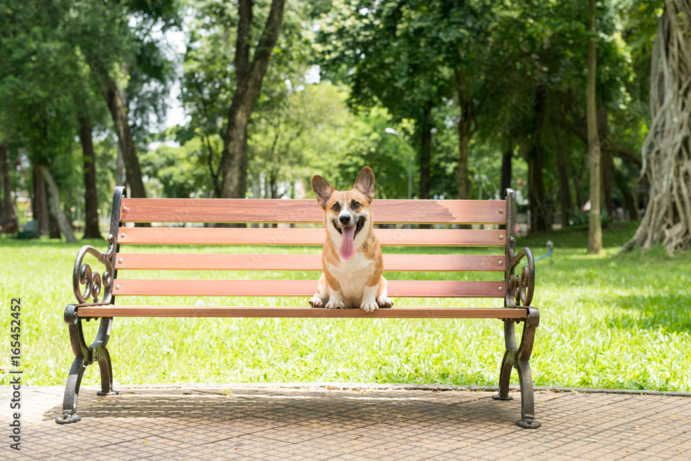 可爱的彭布罗克威尔士柯基犬在公园的长椅上