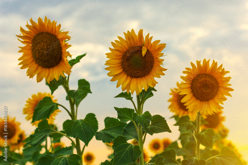 Sunflower blooming in field