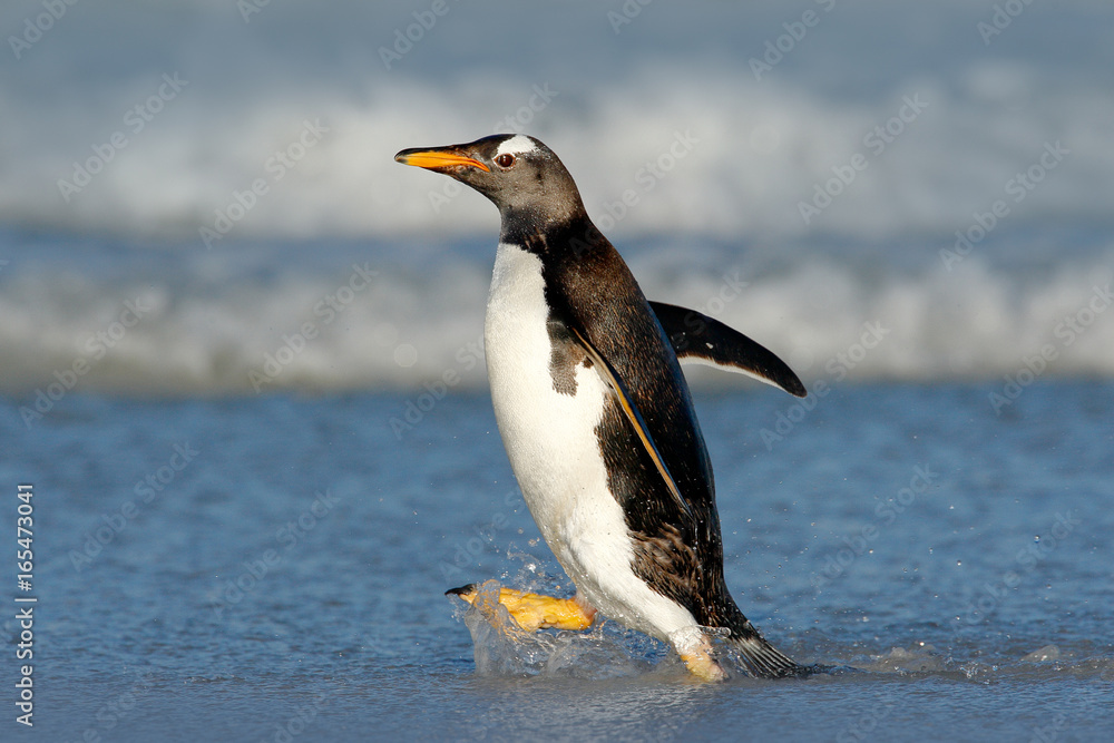 Running Penguin in the ocean water. Gentoo penguin jumps out of the blue water while swimming throug