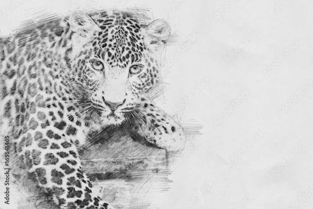 Leopard. Sketch with pencil