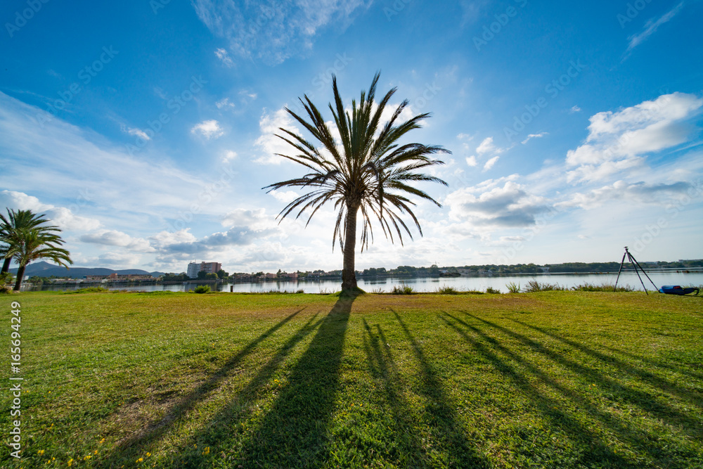 Palm trees on a green meadow