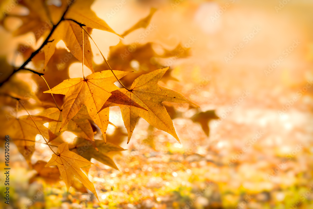 Autumn foliage - leaves (beautiful nature in autumn)