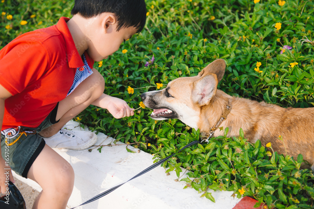 孩子深情地拥抱他的宠物狗，一只彭布罗克柯基犬