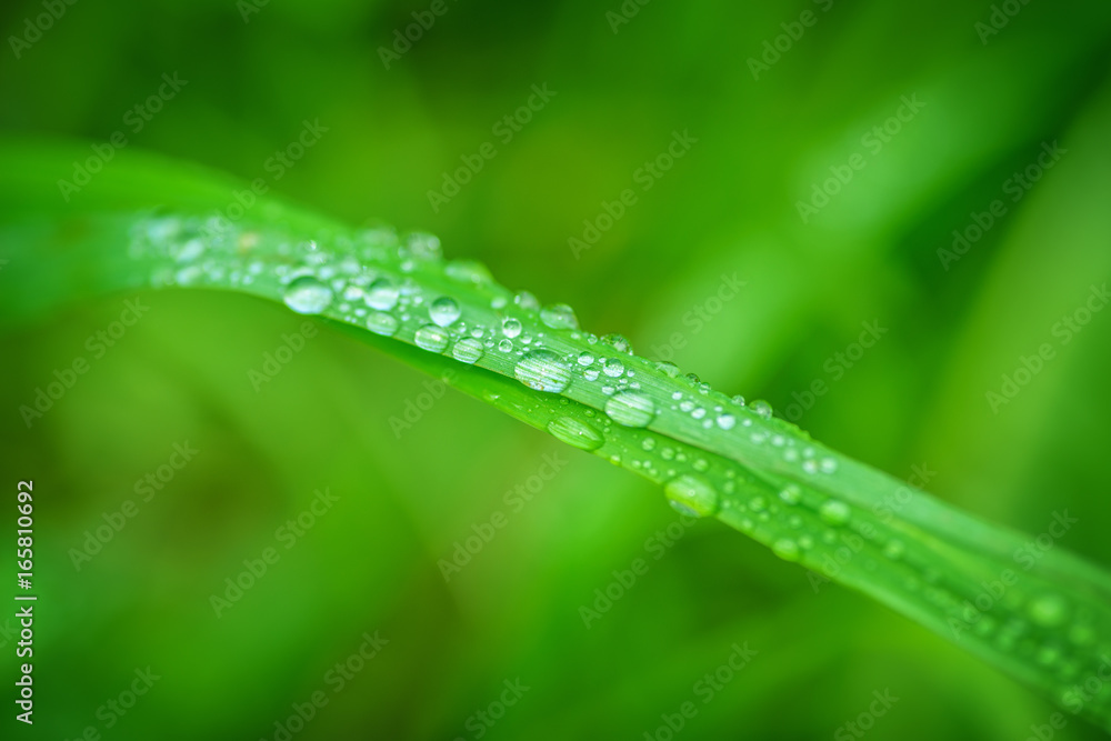 Green grass background. Selective focus with shallow depth of field.