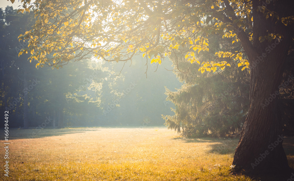 Glade branch of a tree with leaves sunlight