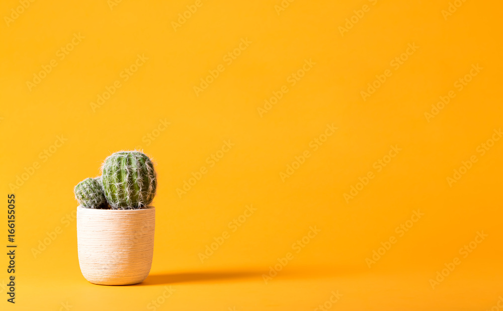 Cactus plant on a vivid yellow background