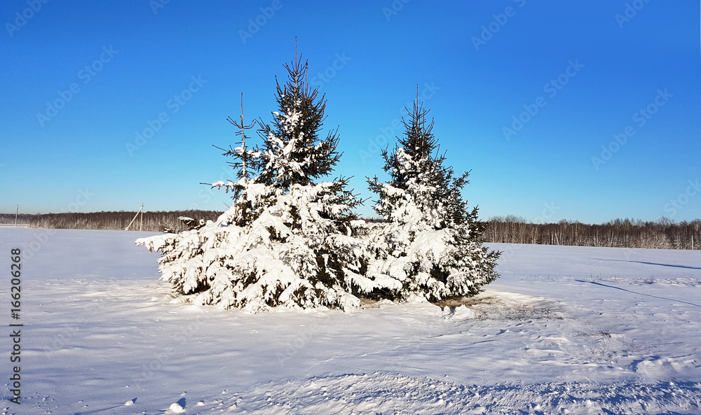 蓝天下，两棵被雪覆盖的冷杉。路边的雪下有云杉。