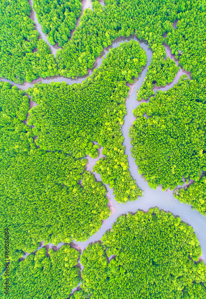 top view tree and river , beautiful background ,aerial view , mangrove forest, Natural grass texture