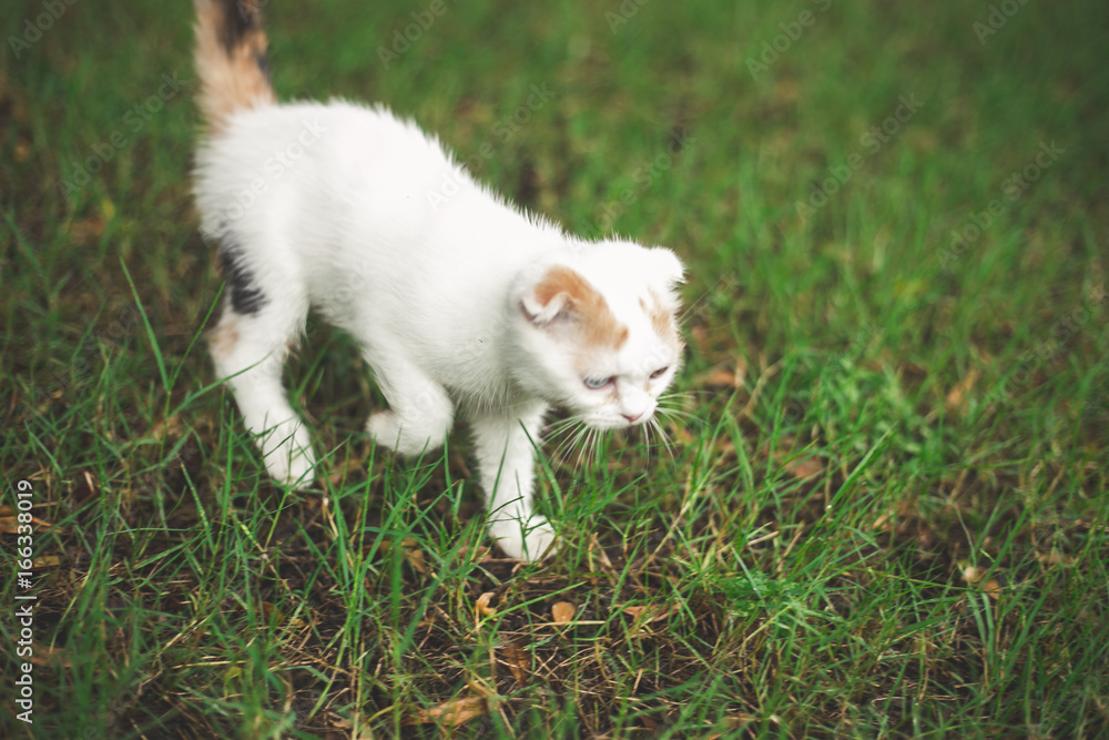 小猫在草地上玩耍