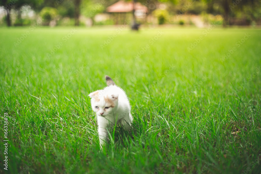 Little Cat playing with in grass