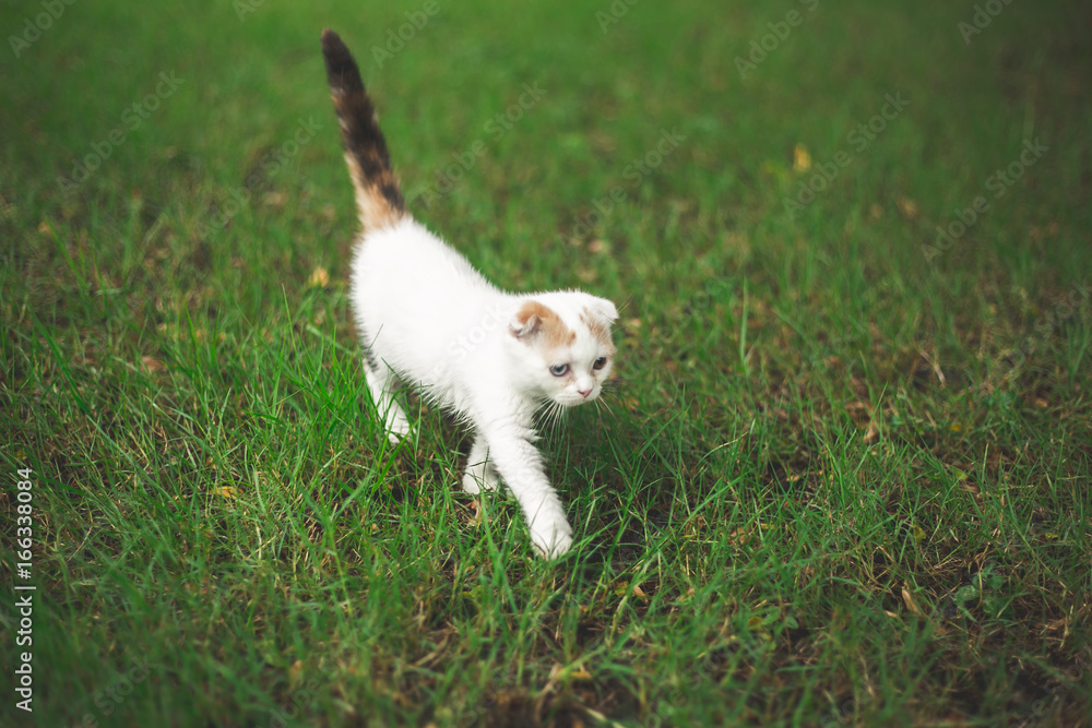 Little Cat playing with in grass