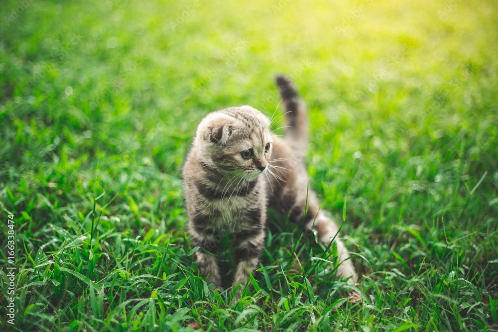 Little Cat playing with in grass