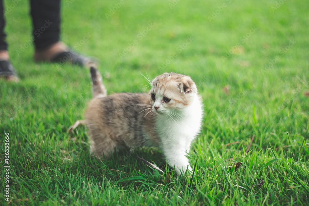 小猫在草地上玩耍