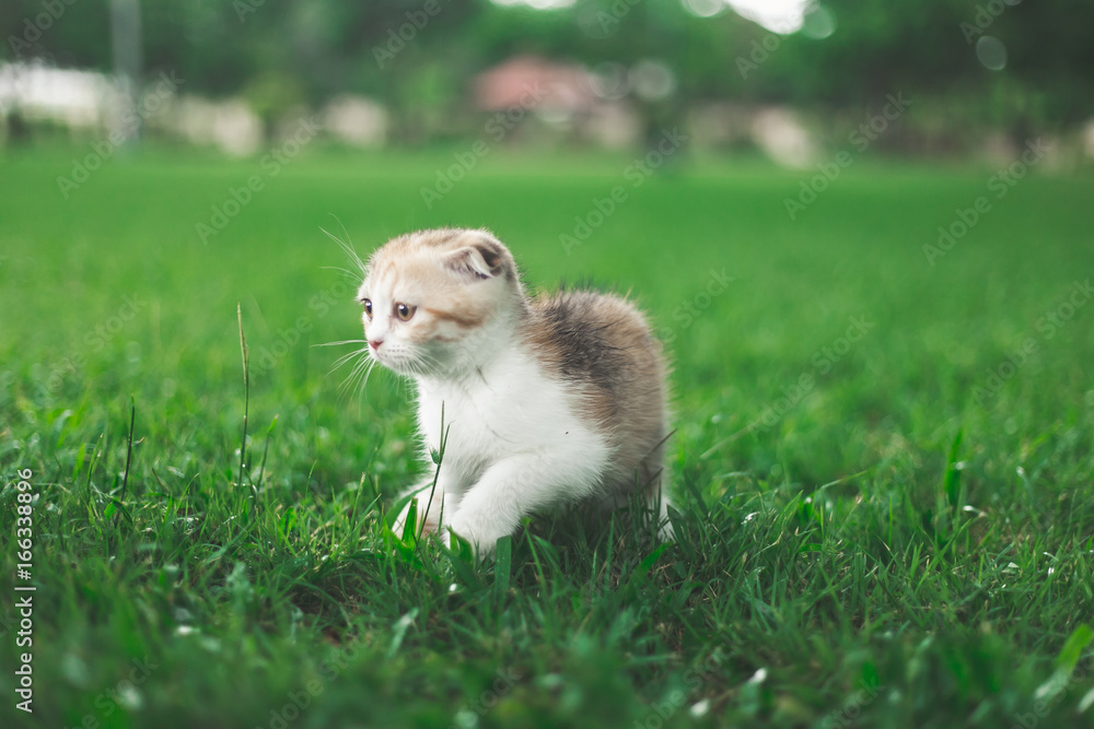 Little Cat playing with in grass