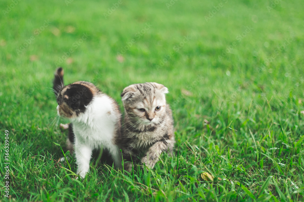 小猫在草地上玩耍