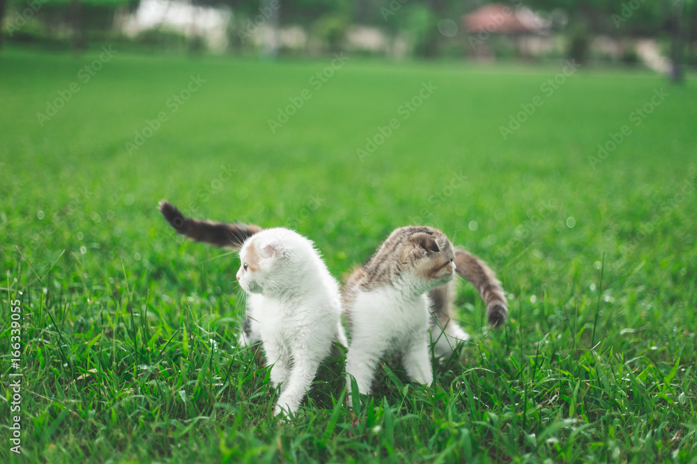 Little Cat playing with in grass