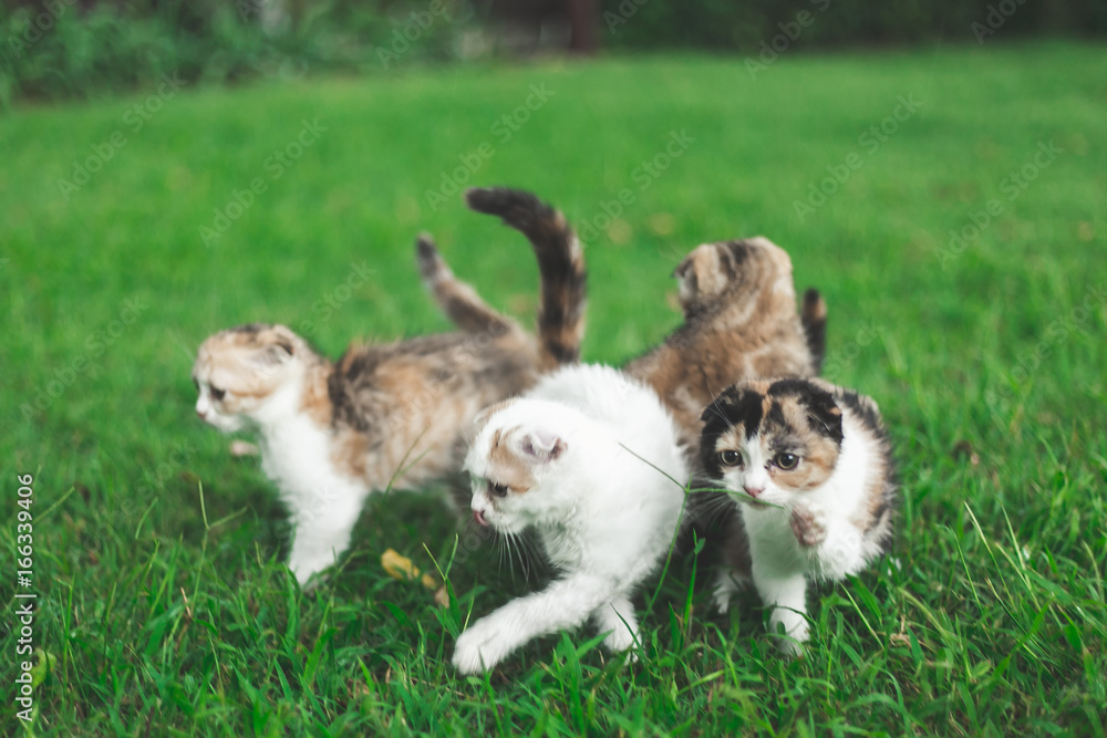 Little Cat playing with in grass