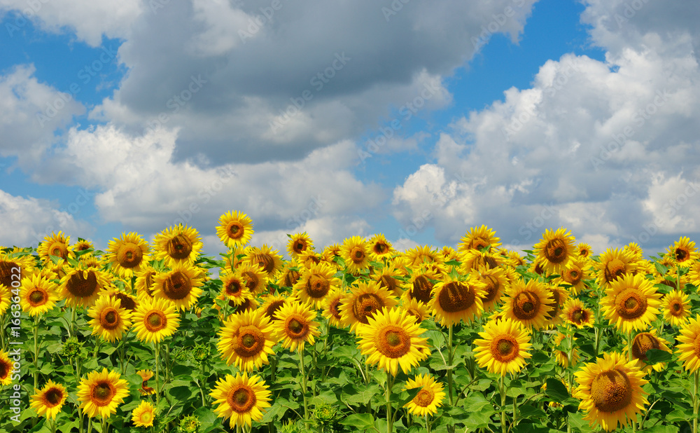 field of blooming sunflowers