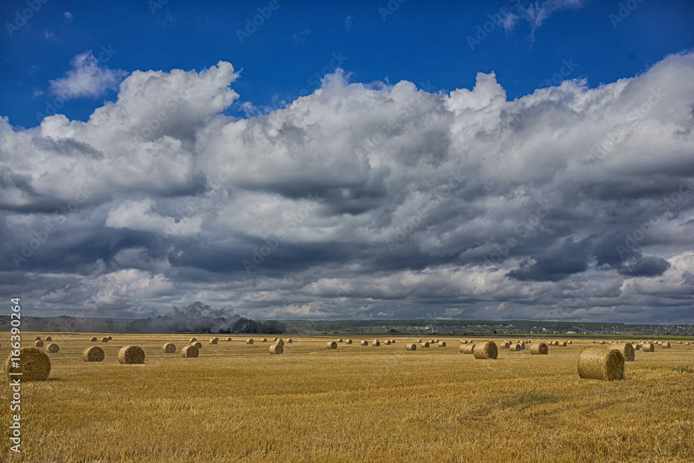 Bales of hay in the field. A stack of hay. Straw in the meadow. Wheat harvest in summer. The natural