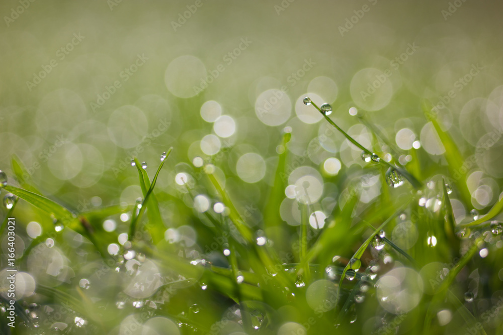 Abstract natural background of drops  dew on green  and beauty blurred bokeh. Selective focus close 