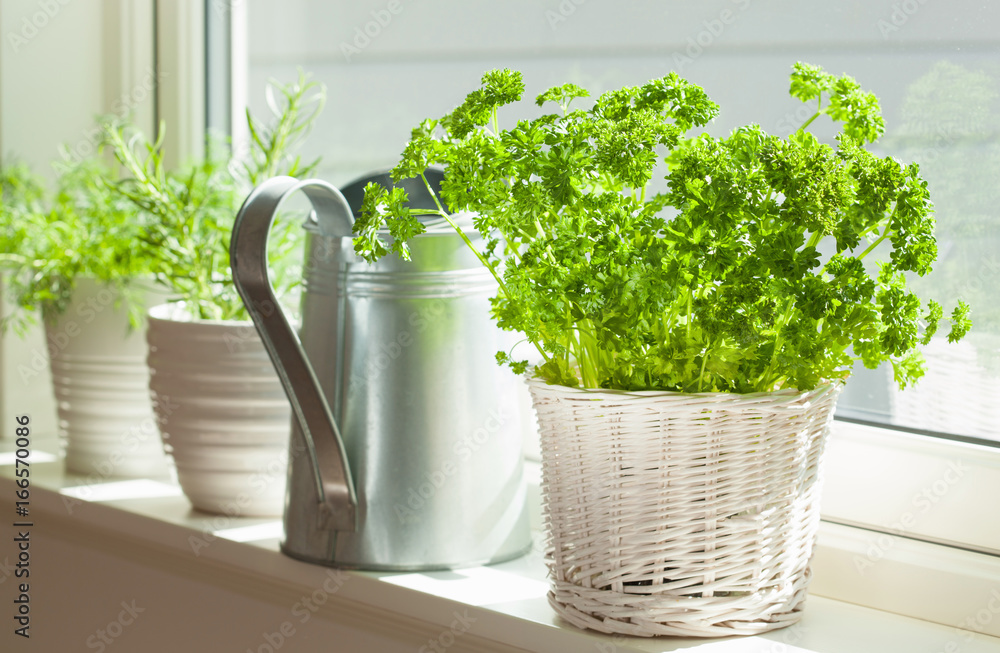 fresh parsley herb in white pot on window