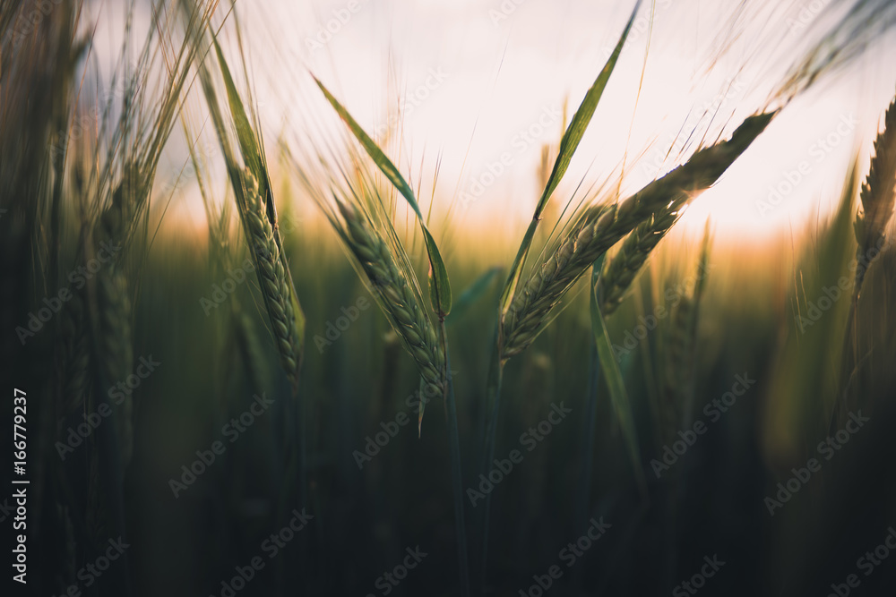 Close-up of rye with golden back light