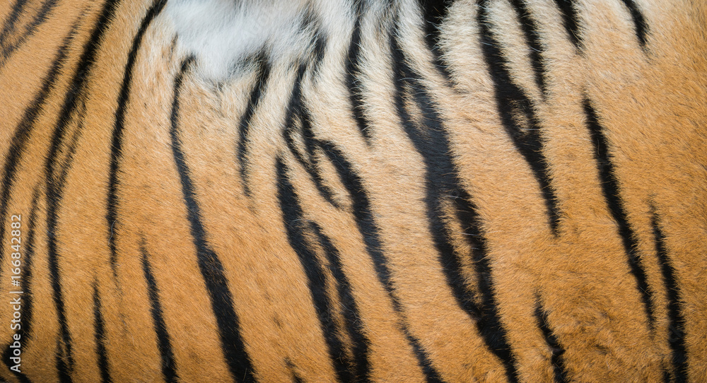 background textured of bengal tiger fur