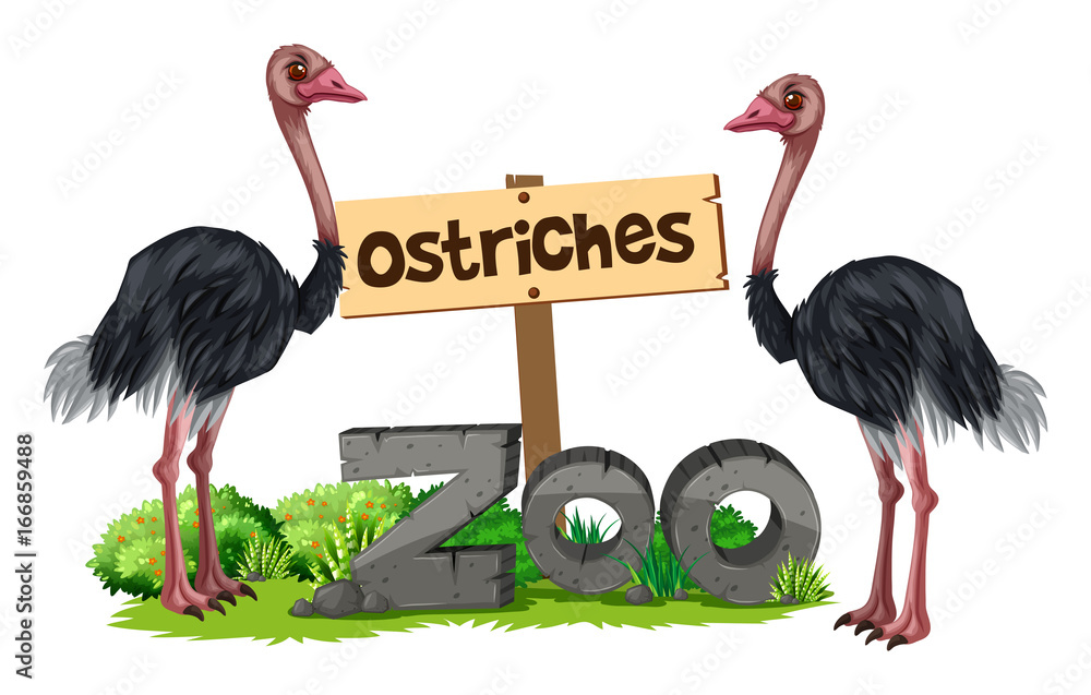 Ostriches at the zoo