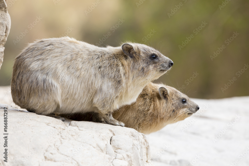 悬崖獾，Rock Hyrax，ein Gedi自然保护区，死海，以色列