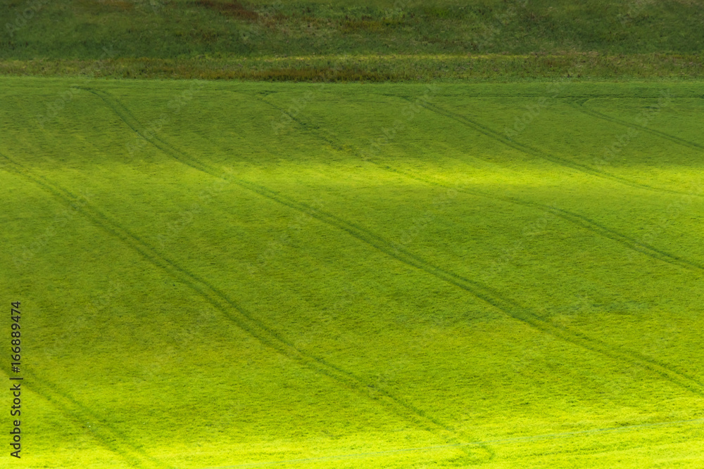 蒼い麦の風景　Scenery with wheat field