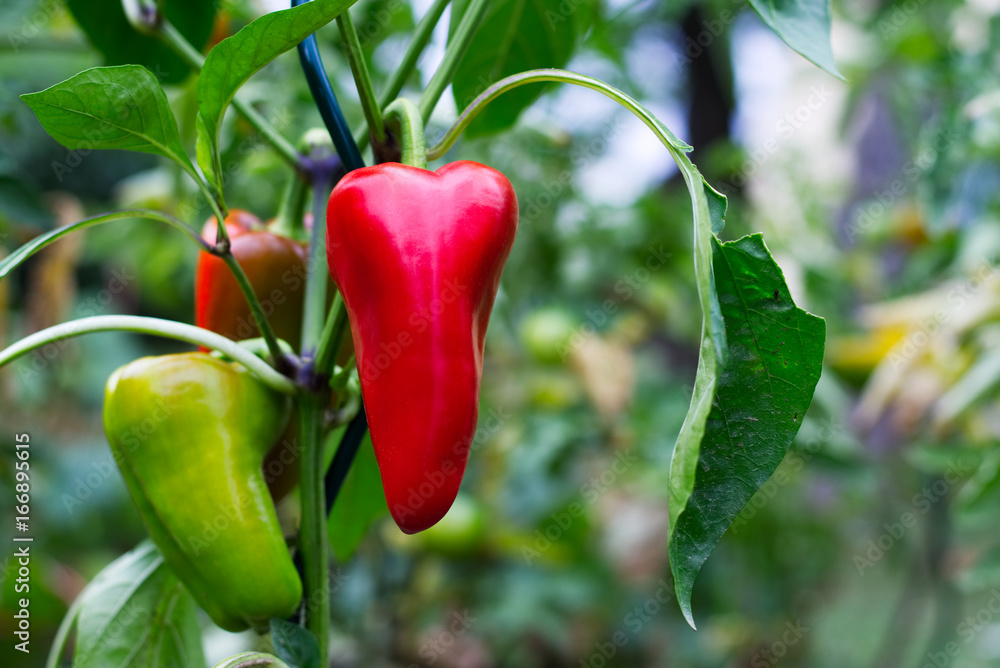 Ripening red pepper in an organic garden 