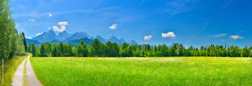 夏日草地全景