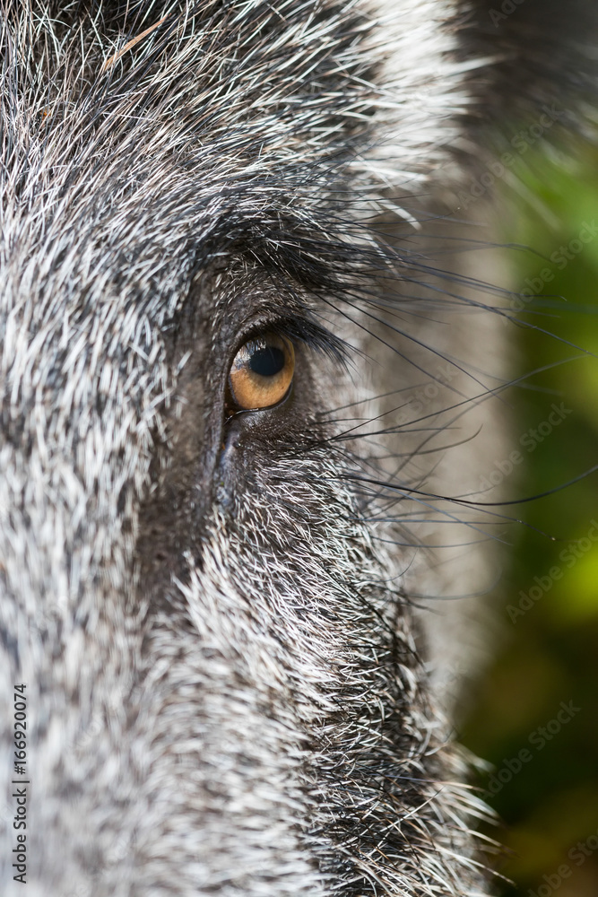 Wildschwein