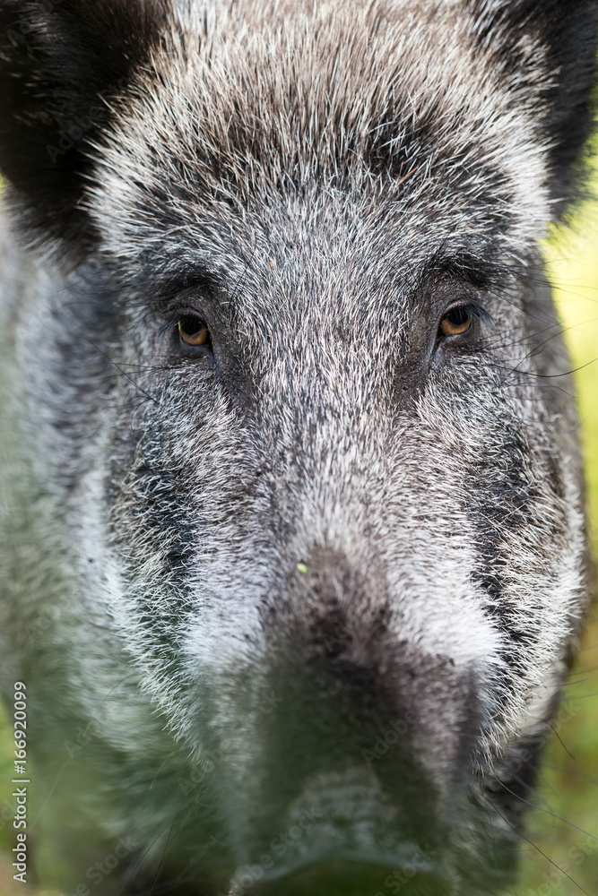 Wildschwein