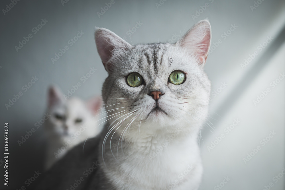 cat sitting and looking on old wood shelf