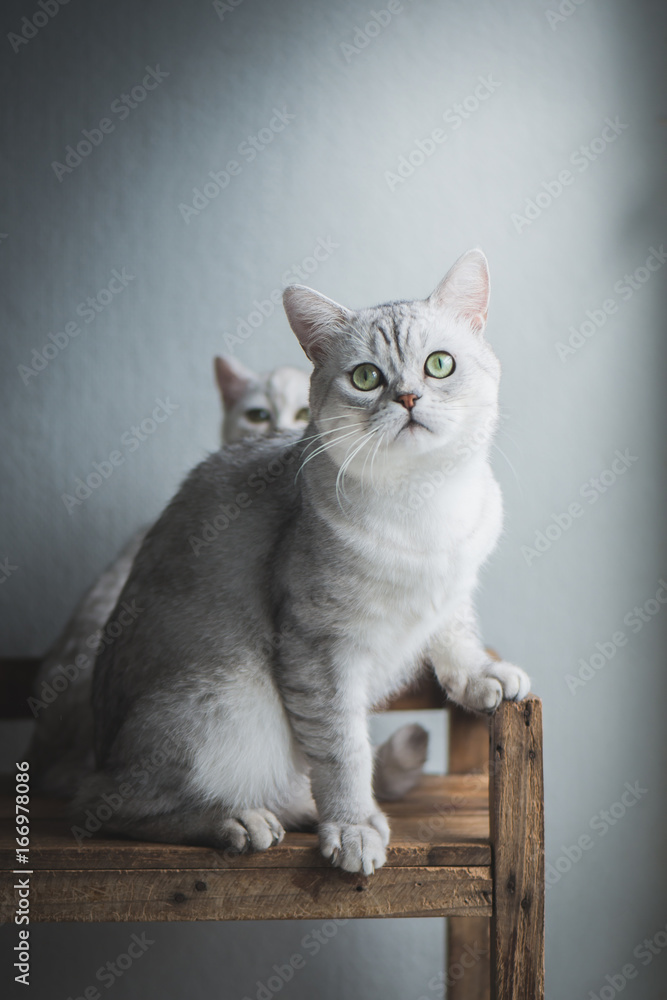 cat sitting and looking on old wood shelf