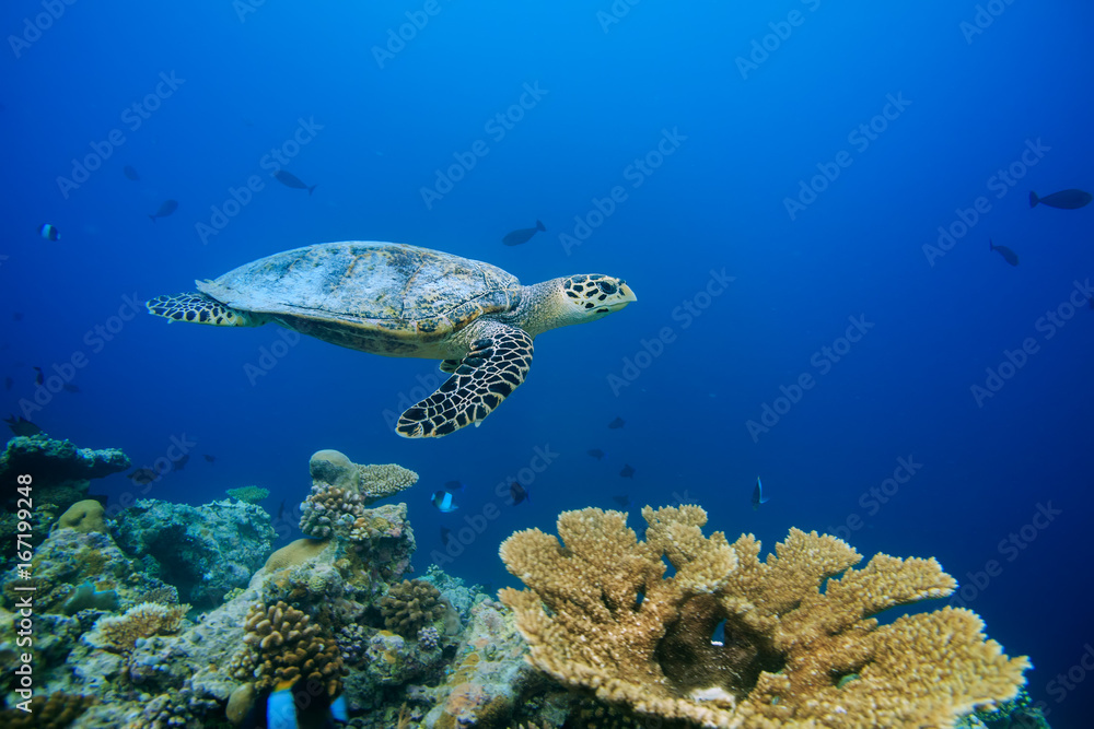 Underwater coral reef and wildlife with sea turtles