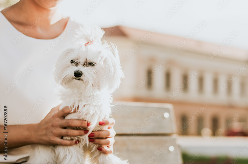 Maltese puppy sitting on womans lap