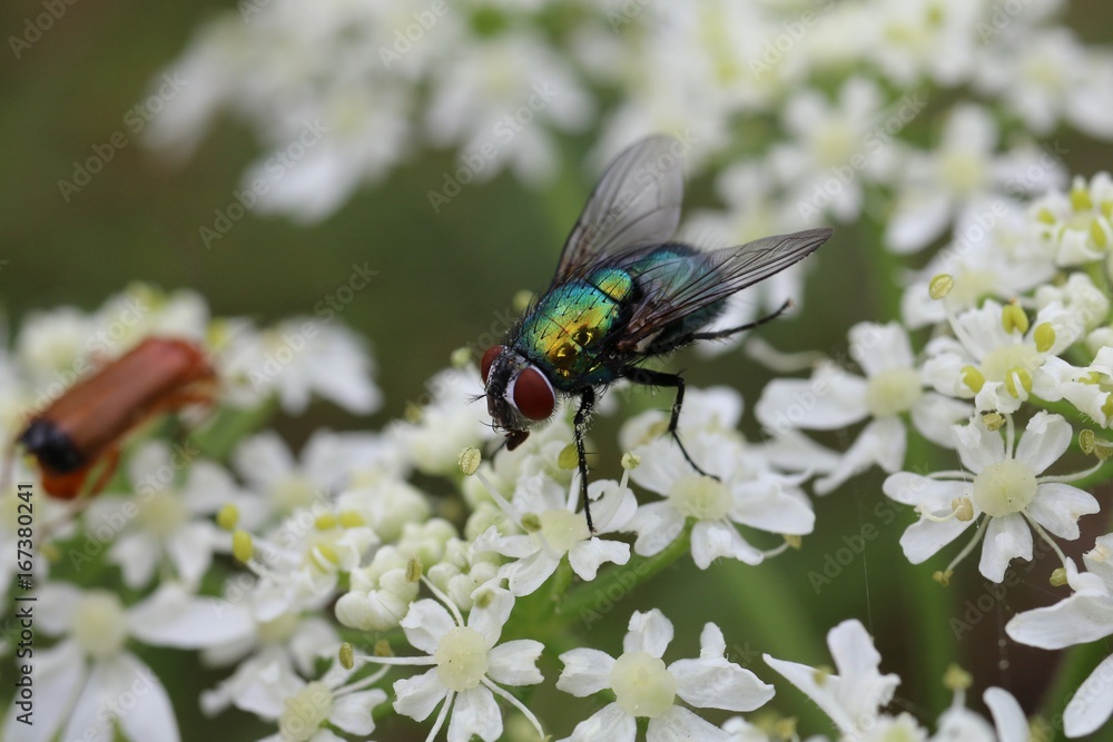 Mouche verte