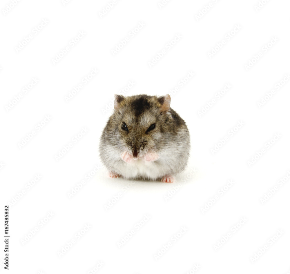 Dwarf hamster on white