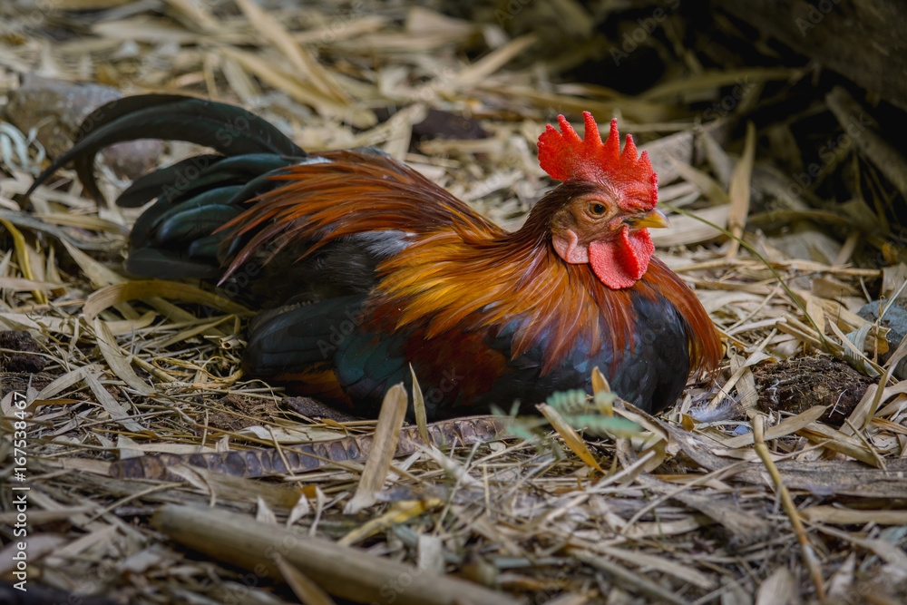 bantam chicken on the ground in the farm, Beautiful colorful cock