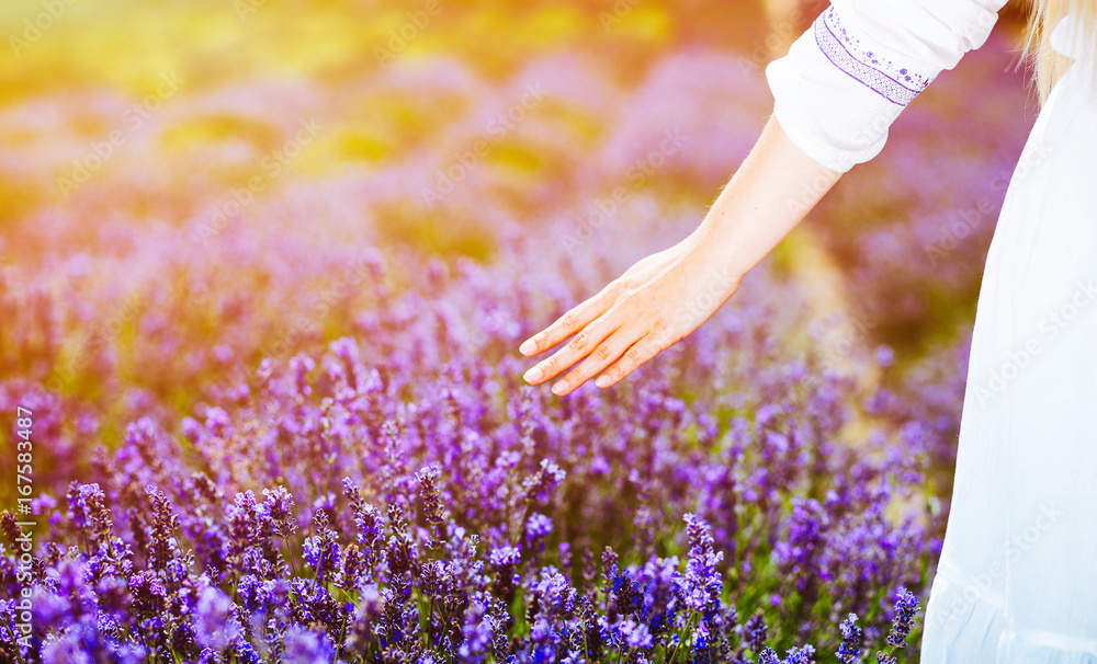 Woman hand touching lavender bushes at summer day