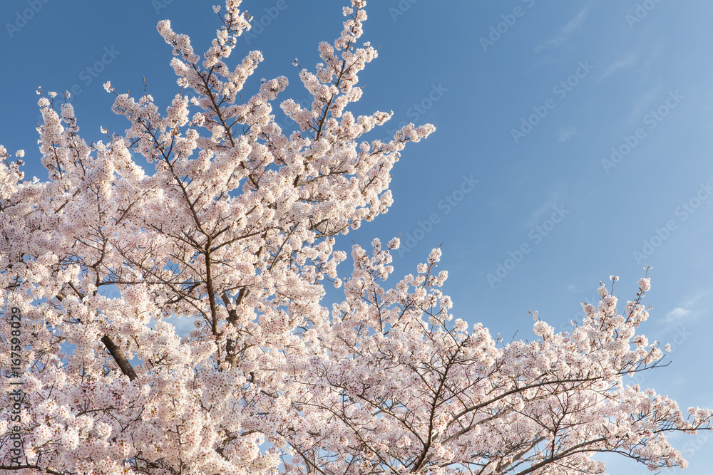 Beautiful cherry blossom sakura with nice blue sky..