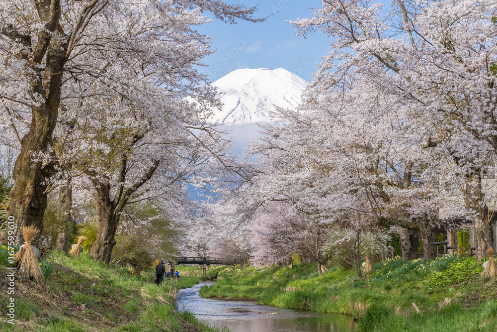 春天的大野博凯樱花树和富士山