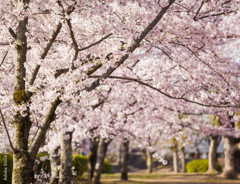 绿色公园樱花树