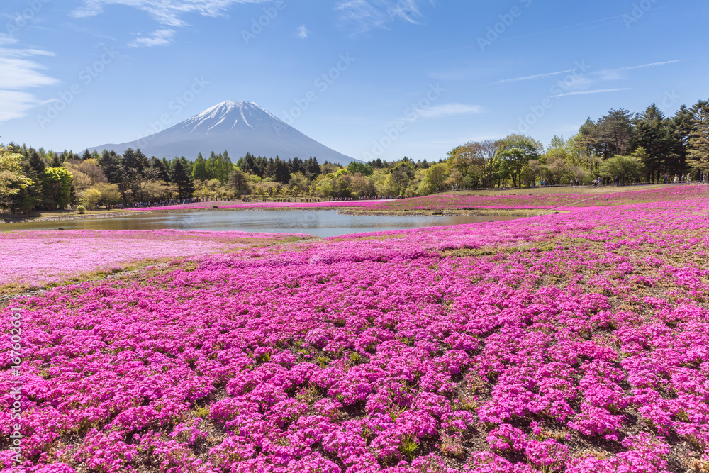 春天的富士山和粉红色苔藓田……