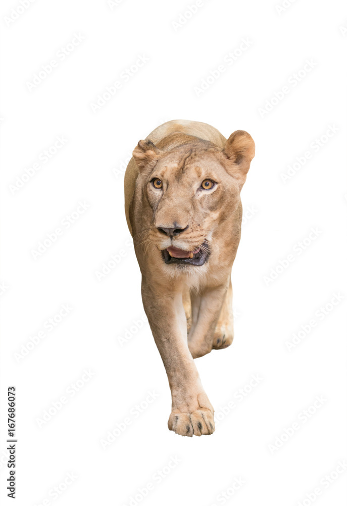 female lion isolated