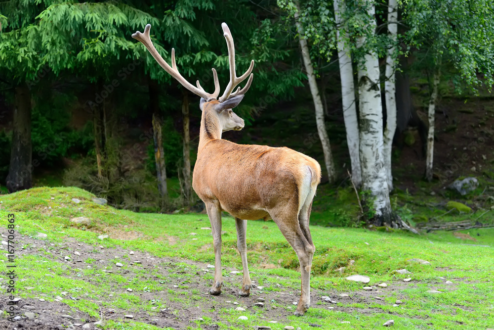 Deer in forest