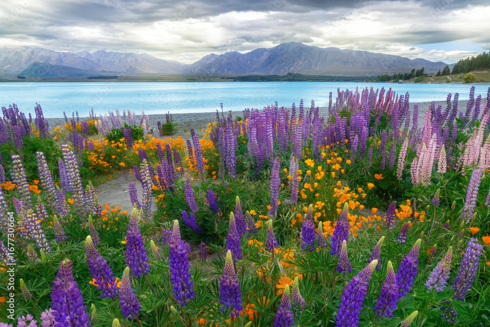 新西兰Tekapo Lupin湖景观