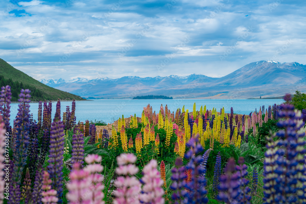 新西兰Tekapo Lupin湖景观